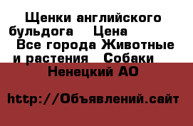 Щенки английского бульдога  › Цена ­ 60 000 - Все города Животные и растения » Собаки   . Ненецкий АО